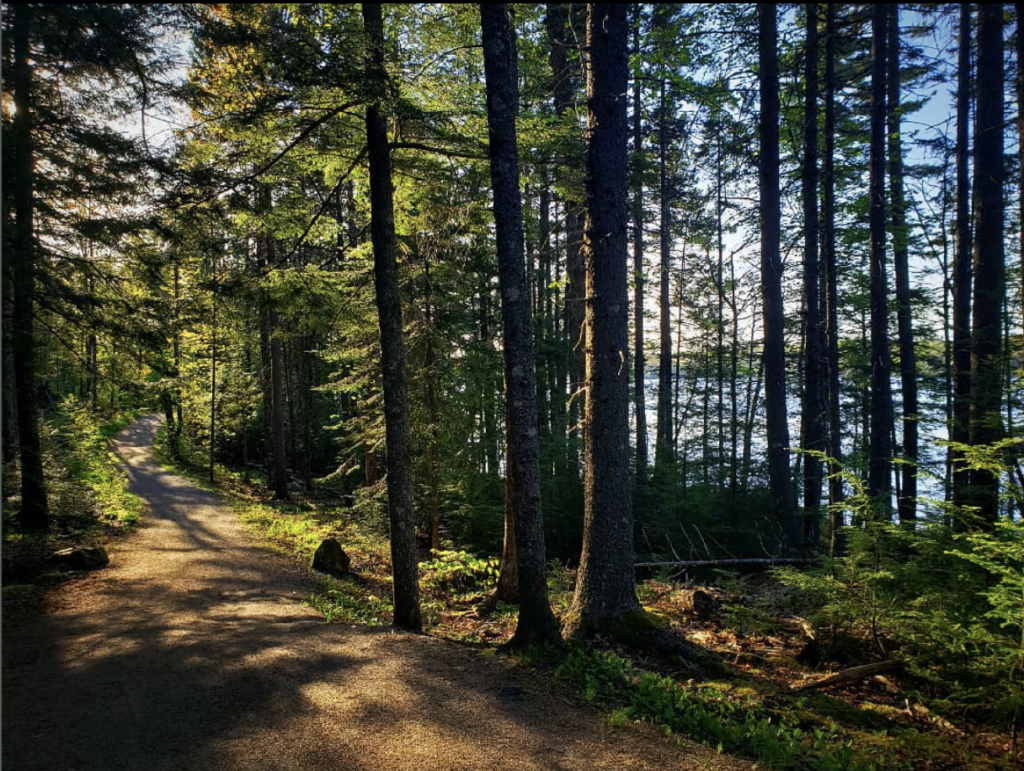 A small path dappled with sunlight filtering through hard and softwood trees with a lake on the right hand side of the trail.
