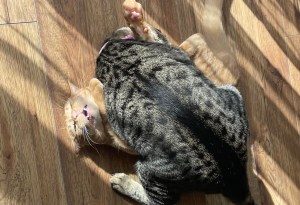 一只橙色的虎斑猫和一只银色和米色的小猫在打猫。