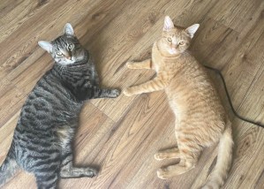 一只银色的虎斑猫和一只橙色的虎斑猫躺在地上。