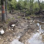 一条穿过树林的泥泞道路
