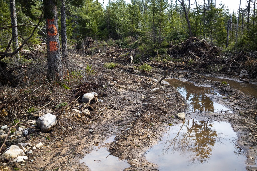 一条泥泞的道路是新砍伐的森林地区。有一棵树上画着橙色的“5”，这棵树一直没有倒下。