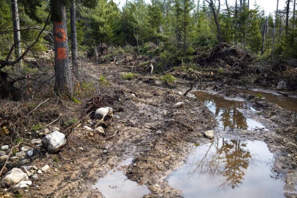 一条泥泞的通道是新砍伐的森林区域。在一棵没有倒下的树上画着一个橙色的“5”。