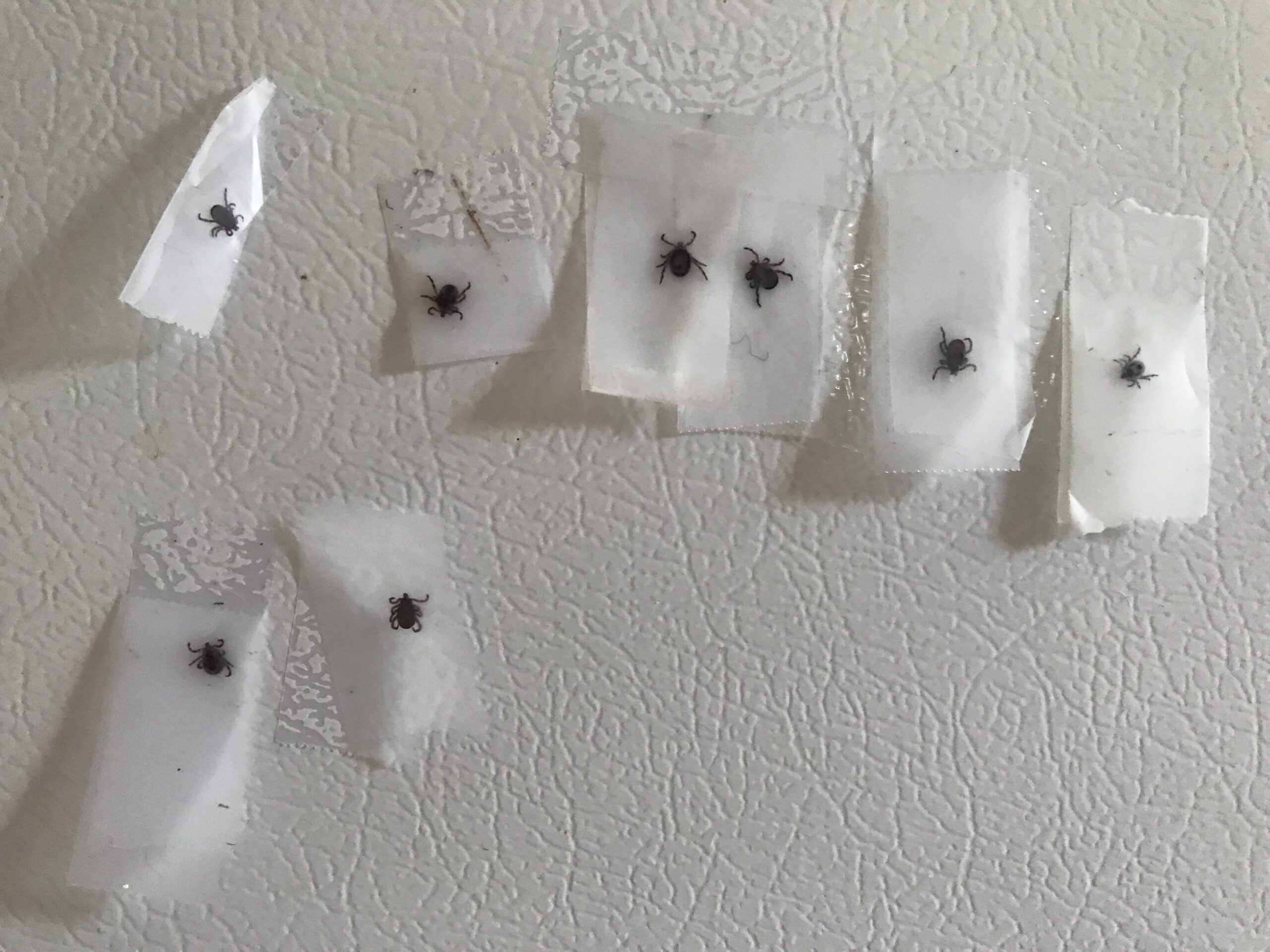 a photo of eight ticks trapped in clear tape on a fridge door