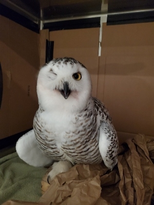 一只长着白色羽毛的雪鸮在一次道路罢工中失去了一只眼睛，它坐在康复中心的一个盒子里。