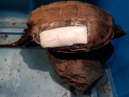 龟壳上缠着绷带的乌龟。