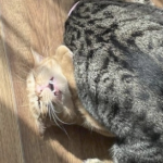 两只虎斑猫在摔跤