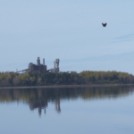 A bird flies over glassy water near the Northern Pulp mill