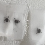 冰箱门上的透明胶带粘住了虱子