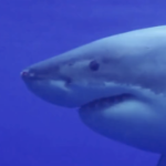 深蓝色水中的大白鲨