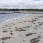 一个未受污染的海滩，有树林的背景