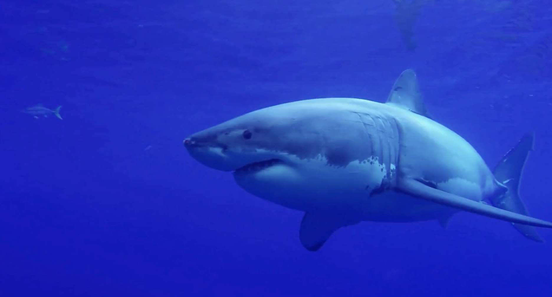 A great white shark cruising in deep blue water.