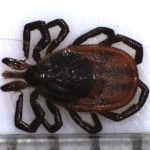 一只黑腿蜱虫的特写镜头。