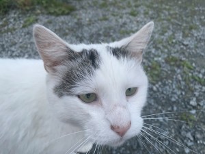 一只耳朵周围有灰点的白猫。