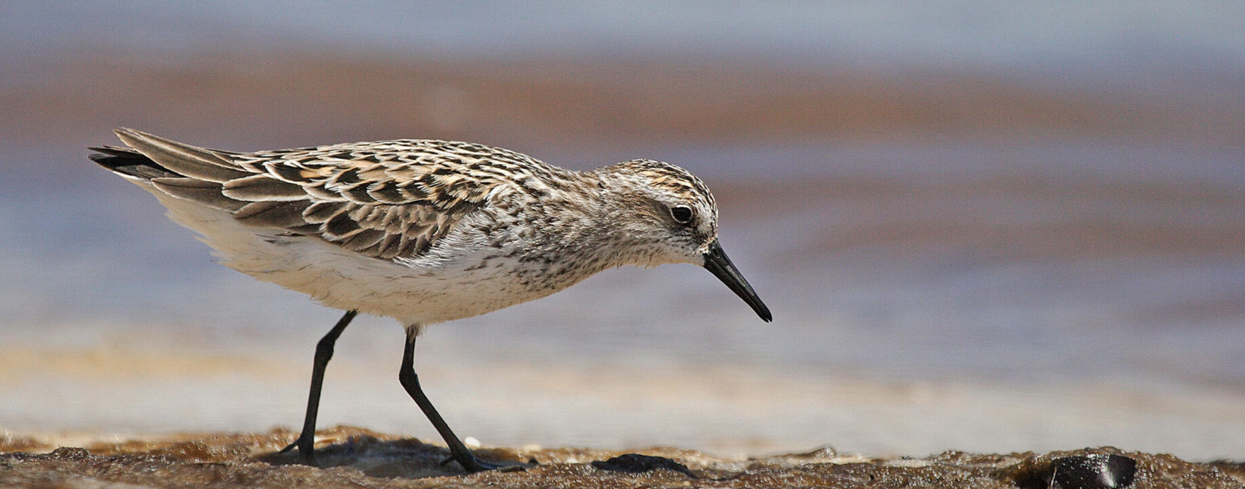一只在沙滩上行走的鸟