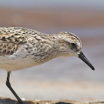 一只长着褐色斑点和黑色长喙的米色矶鹞