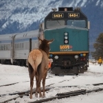 一只麋鹿站在冬天的火车前