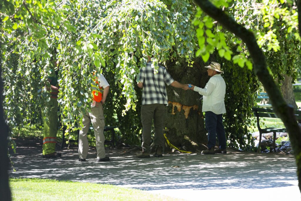 People surround the trunk of a big tree on a sunny day. The tree has been vandalized and there's police tape on the ground in front of it.