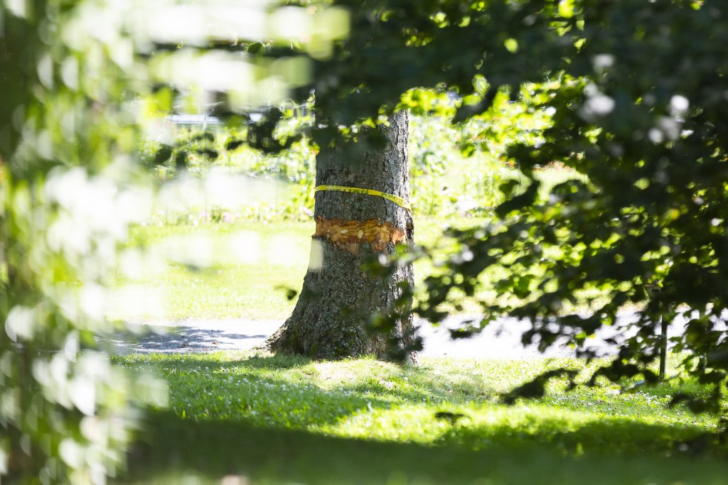 A tree is seen on a sunny day with a strip of its bark cut out, and yellow police tape wrapped around it.