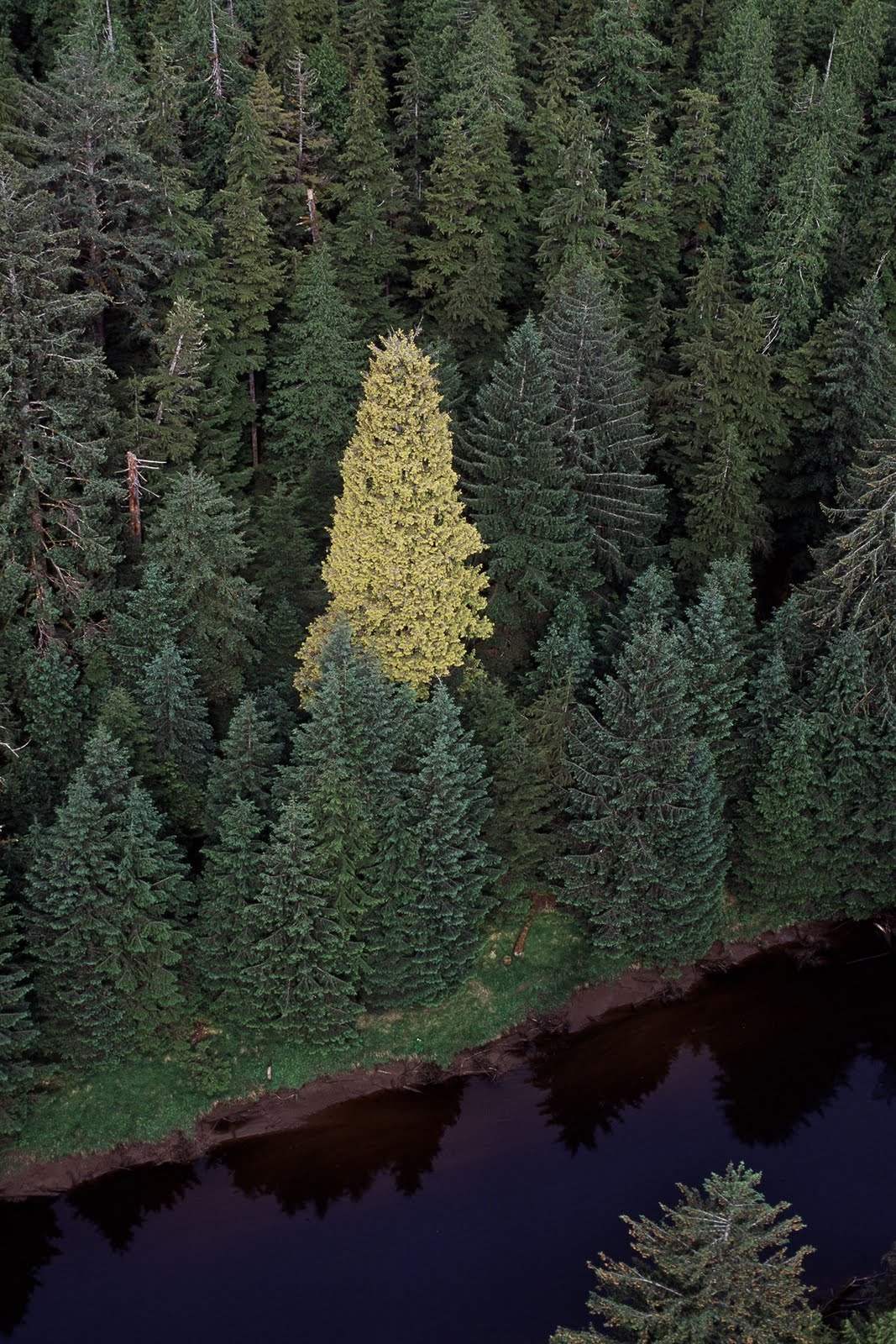 A yellowish tree in a forest of green trees