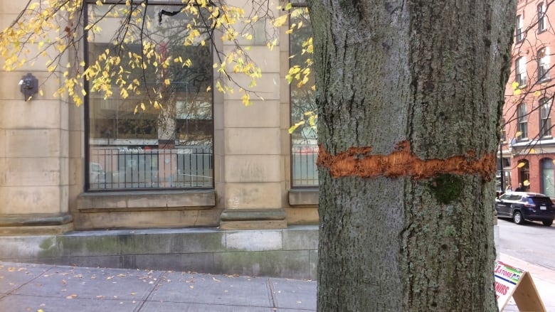 A tree with a red ring around its trunk