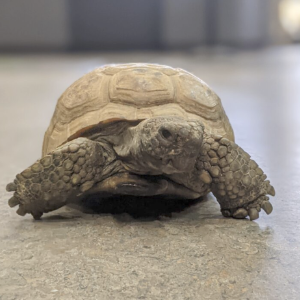 古斯（Gus the Troise），看上去不是90岁以上的一天