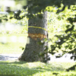 公共公园里的一棵树，在斑驳的阳光下，周围缠着橙色的绷带和黄色的警告胶带。