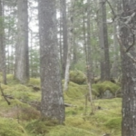 森林中有不同大小的树木和覆盖在森林地面上的苔藓和地衣