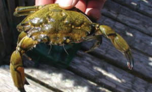 一名男子握住一只欧洲绿蟹，它的身体大约有3.5英寸宽，或9厘米，前爪有3英寸长。