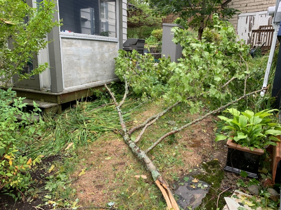 一所房子的后院有一棵桦树。有一个带窗户的门廊，甲板上有烧烤架。角落里有一株绿叶植物。