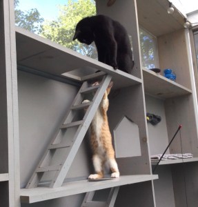 一只黑猫坐在猫庭院的顶层，另一个架子上有一只橙色的猫在梯子上伸展。书架位于一个封闭的露台上。透过窗户可以看到阳光和蓝天。