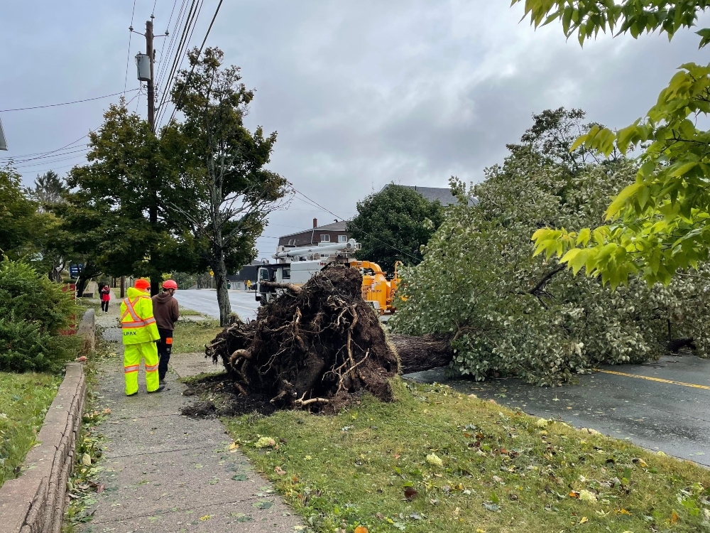两名戴着橙色安全帽的工人站在城市人行道上，看着一棵倒下的树。树根暴露在外面。背景是一辆多功能卡车。