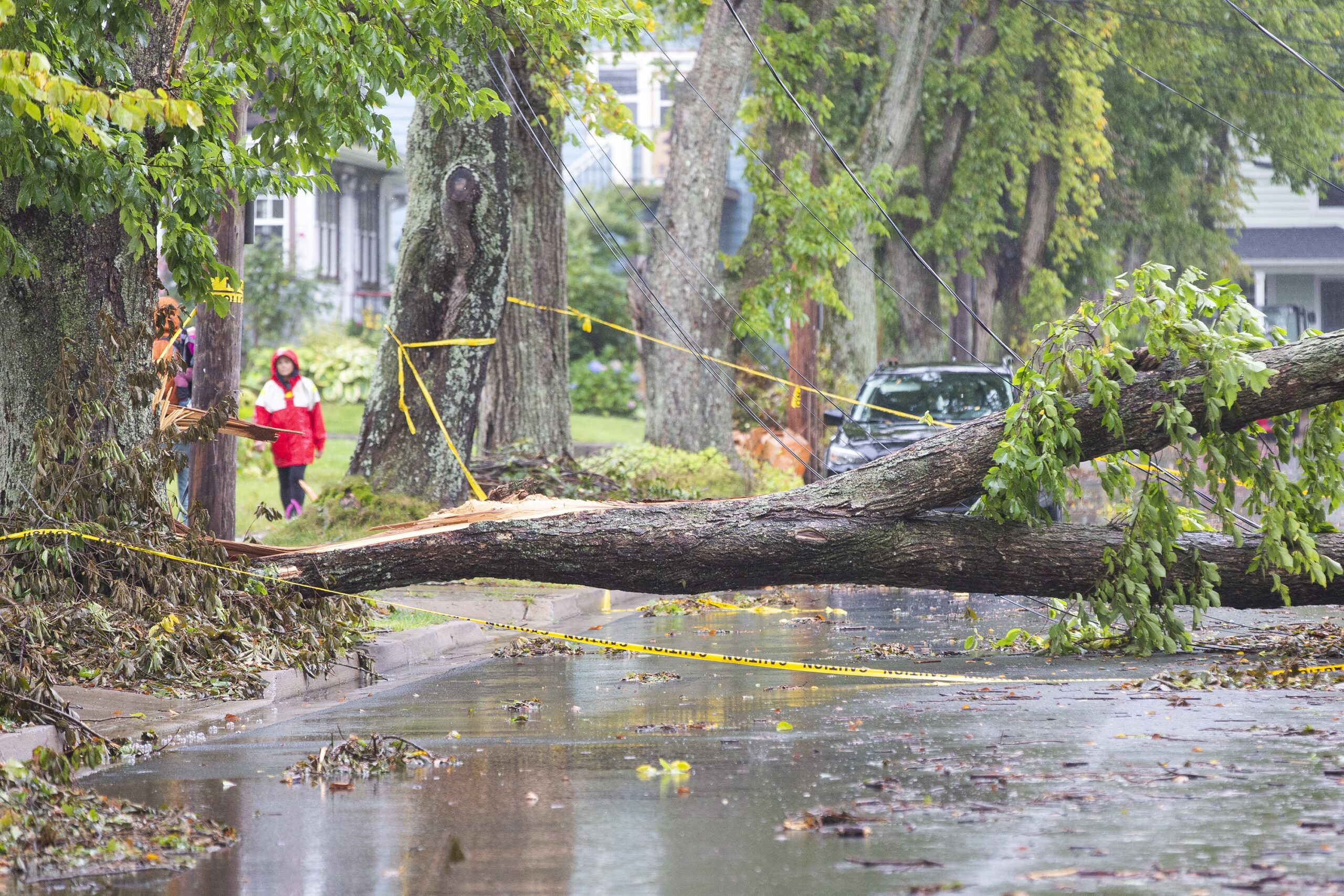 人们走过一棵挡住路的树，把电线也扯了下来。