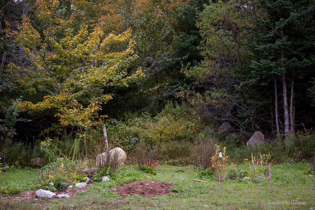 在田野中可以看到两堆被岩石和花朵包围的泥土，背景是大树