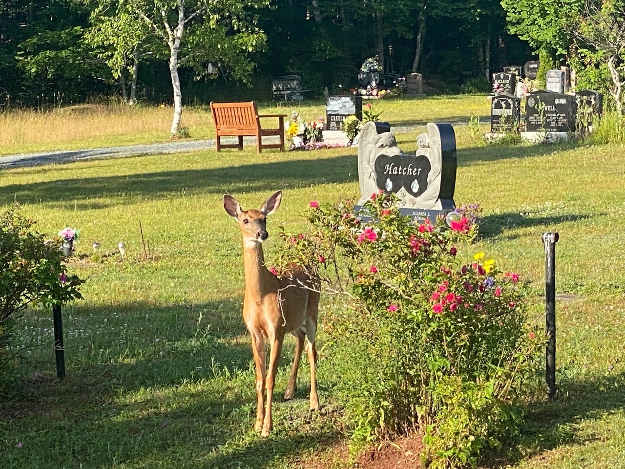 一只鹿站在墓地的草坪上。背景是一块刻着哈切尔名字的墓碑。