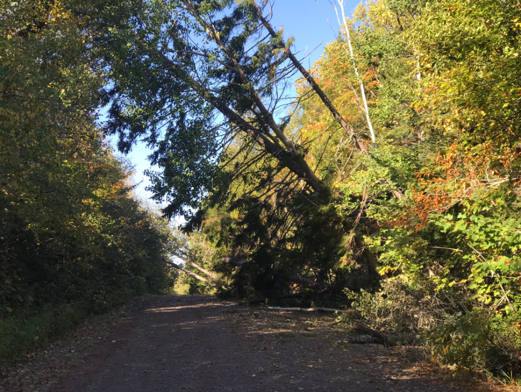 一棵大树斜倚在乡间的土路上。