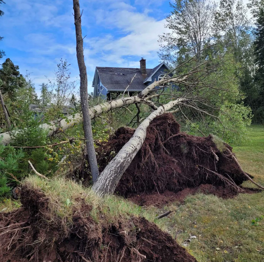 两棵大树的根被暴风雨刮起。背景是一座蓝色的两层楼房