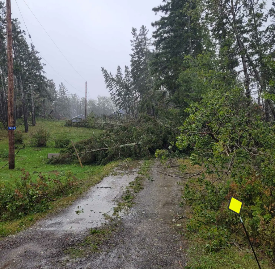 树木倒在泥泞的车道上。